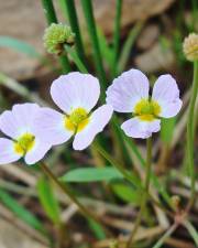 Fotografia da espécie Baldellia ranunculoides