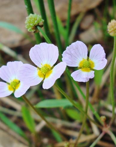 Fotografia de capa Baldellia ranunculoides subesp. ranunculoides var. tangerina - do Jardim Botânico