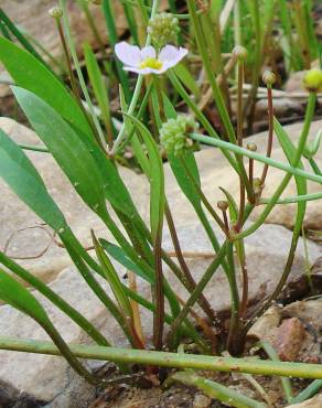 Fotografia 2 da espécie Baldellia ranunculoides subesp. ranunculoides var. tangerina no Jardim Botânico UTAD