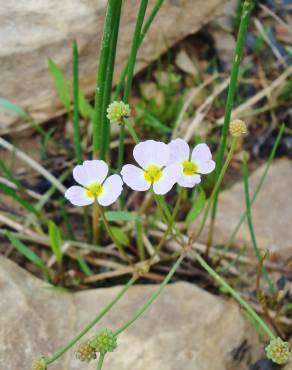 Fotografia 4 da espécie Baldellia ranunculoides subesp. ranunculoides var. tangerina no Jardim Botânico UTAD