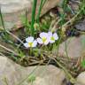 Fotografia 4 da espécie Baldellia ranunculoides subesp. ranunculoides var. tangerina do Jardim Botânico UTAD