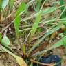 Fotografia 7 da espécie Baldellia ranunculoides subesp. ranunculoides var. tangerina do Jardim Botânico UTAD