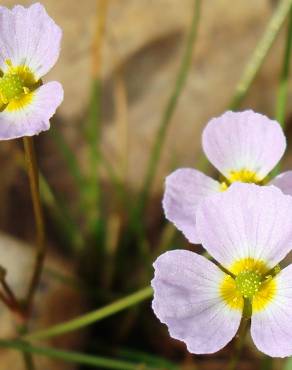 Fotografia 8 da espécie Baldellia ranunculoides subesp. ranunculoides var. tangerina no Jardim Botânico UTAD