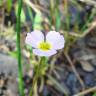 Fotografia 9 da espécie Baldellia ranunculoides subesp. ranunculoides var. tangerina do Jardim Botânico UTAD