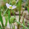 Fotografia 10 da espécie Baldellia ranunculoides subesp. ranunculoides var. tangerina do Jardim Botânico UTAD