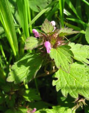 Fotografia 3 da espécie Lamium hybridum subesp. hybridum no Jardim Botânico UTAD