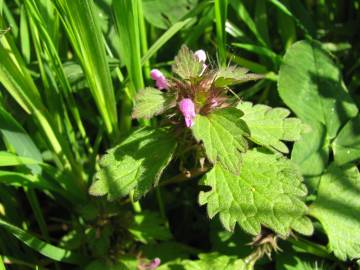 Fotografia da espécie Lamium hybridum subesp. hybridum