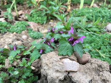 Fotografia da espécie Lamium hybridum subesp. hybridum