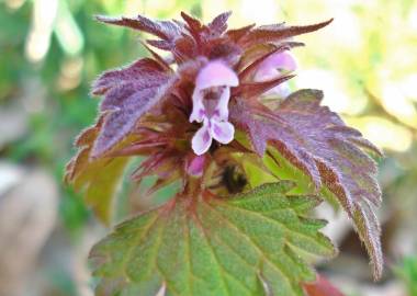 Fotografia da espécie Lamium hybridum subesp. hybridum