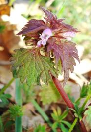 Fotografia da espécie Lamium hybridum subesp. hybridum
