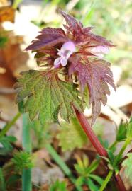 Fotografia da espécie Lamium hybridum subesp. hybridum