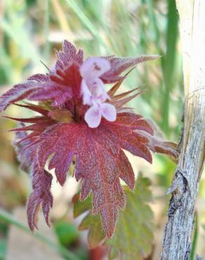 Fotografia 8 da espécie Lamium hybridum subesp. hybridum no Jardim Botânico UTAD