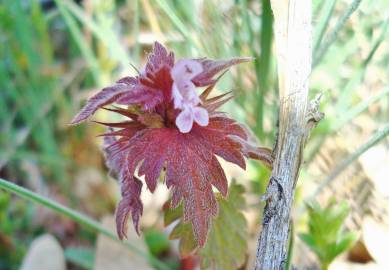 Fotografia da espécie Lamium hybridum subesp. hybridum