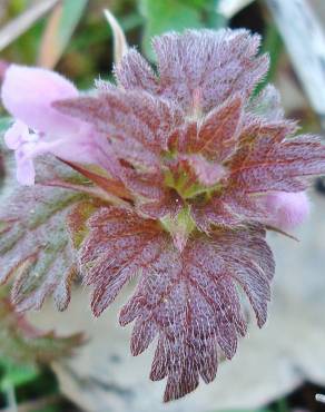 Fotografia 9 da espécie Lamium hybridum subesp. hybridum no Jardim Botânico UTAD