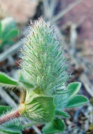 Fotografia da espécie Trifolium sylvaticum