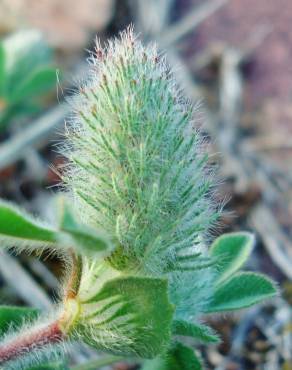 Fotografia 3 da espécie Trifolium sylvaticum no Jardim Botânico UTAD