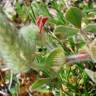 Fotografia 4 da espécie Trifolium sylvaticum do Jardim Botânico UTAD