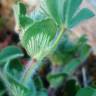 Fotografia 5 da espécie Trifolium sylvaticum do Jardim Botânico UTAD