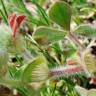 Fotografia 6 da espécie Trifolium sylvaticum do Jardim Botânico UTAD