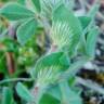 Fotografia 7 da espécie Trifolium sylvaticum do Jardim Botânico UTAD