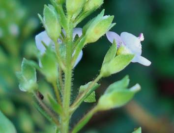 Fotografia da espécie Veronica anagallis-aquatica subesp. anagallis-aquatica