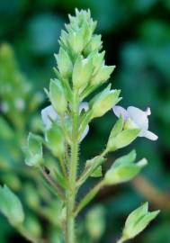 Fotografia da espécie Veronica anagallis-aquatica subesp. anagallis-aquatica