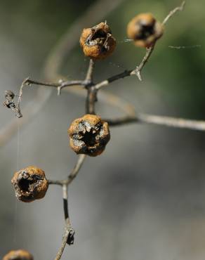 Fotografia 5 da espécie Ruta angustifolia no Jardim Botânico UTAD