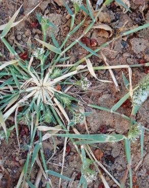 Fotografia 7 da espécie Crypsis schoenoides no Jardim Botânico UTAD