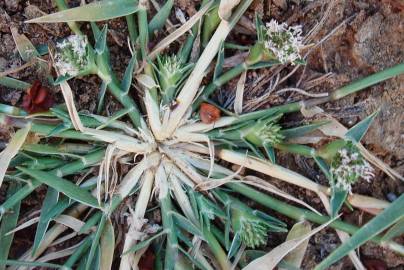 Fotografia da espécie Crypsis schoenoides