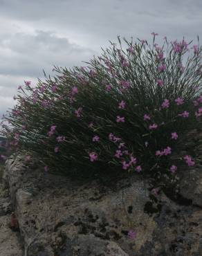 Fotografia 13 da espécie Dianthus lusitanus no Jardim Botânico UTAD