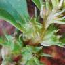 Fotografia 7 da espécie Lythrum portula do Jardim Botânico UTAD