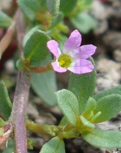 Fotografia de capa Lythrum tribracteatum - do Jardim Botânico