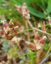 Fotografia da espécie Plantago loeflingii