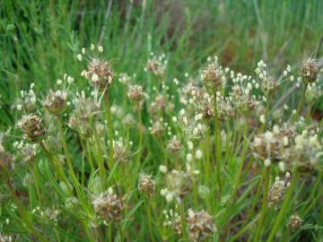 Fotografia da espécie Plantago sempervirens