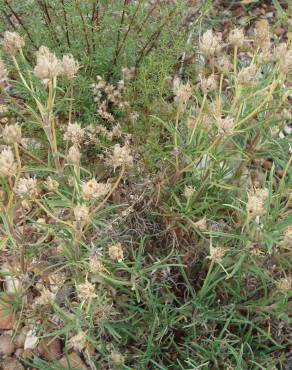 Fotografia 6 da espécie Plantago sempervirens no Jardim Botânico UTAD