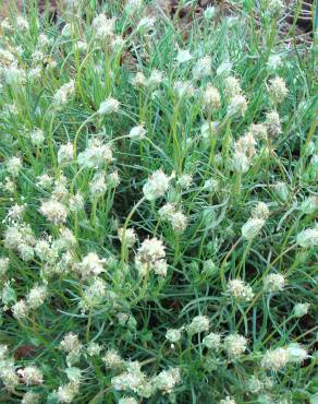 Fotografia 7 da espécie Plantago sempervirens no Jardim Botânico UTAD