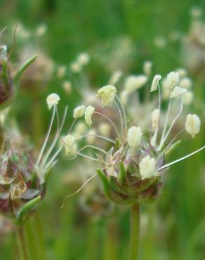 Fotografia 8 da espécie Plantago sempervirens no Jardim Botânico UTAD