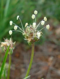 Fotografia da espécie Plantago sempervirens