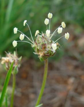 Fotografia 9 da espécie Plantago sempervirens no Jardim Botânico UTAD