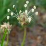 Fotografia 9 da espécie Plantago sempervirens do Jardim Botânico UTAD