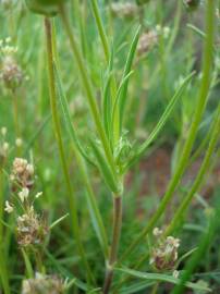 Fotografia da espécie Plantago sempervirens