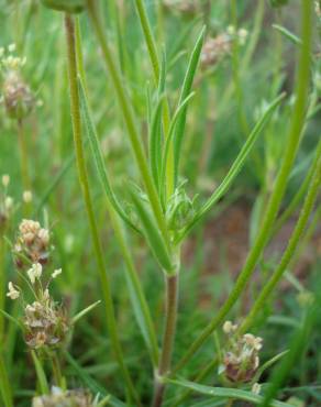 Fotografia 10 da espécie Plantago sempervirens no Jardim Botânico UTAD