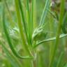 Fotografia 11 da espécie Plantago sempervirens do Jardim Botânico UTAD