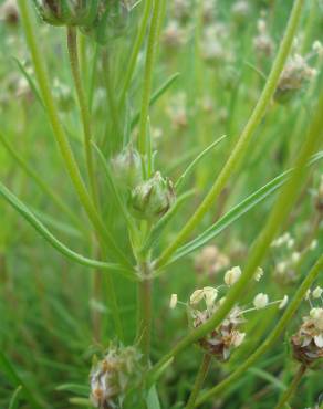 Fotografia 12 da espécie Plantago sempervirens no Jardim Botânico UTAD