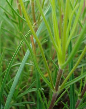 Fotografia 13 da espécie Plantago sempervirens no Jardim Botânico UTAD