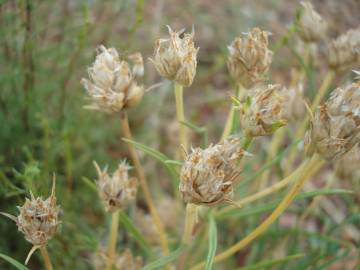 Fotografia da espécie Plantago sempervirens