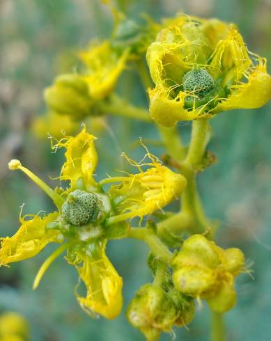 Fotografia de capa Ruta angustifolia - do Jardim Botânico
