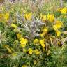 Fotografia 1 da espécie Ulex densus do Jardim Botânico UTAD