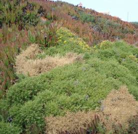 Fotografia da espécie Ulex densus