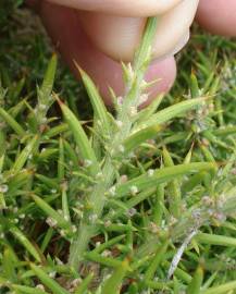 Fotografia da espécie Ulex densus